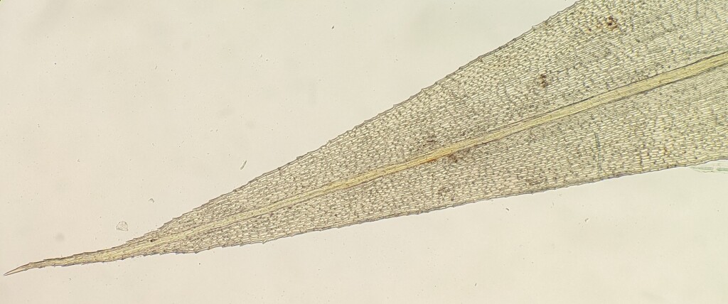 Breutelia pendula (hero image)