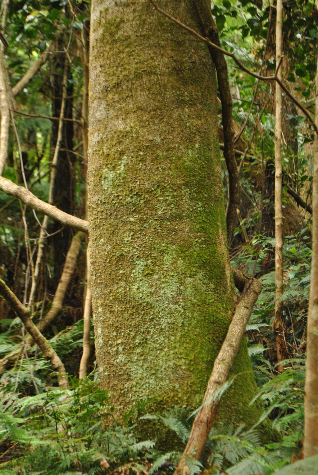 Polyscias murrayi (hero image)