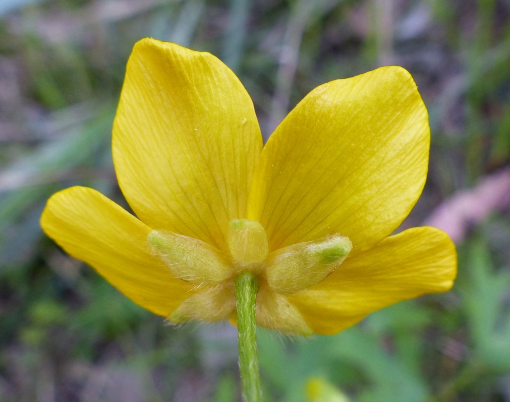 Ranunculus lappaceus (hero image)