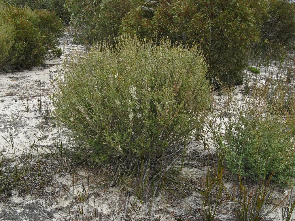 Melaleuca acuminata subsp. acuminata (hero image)