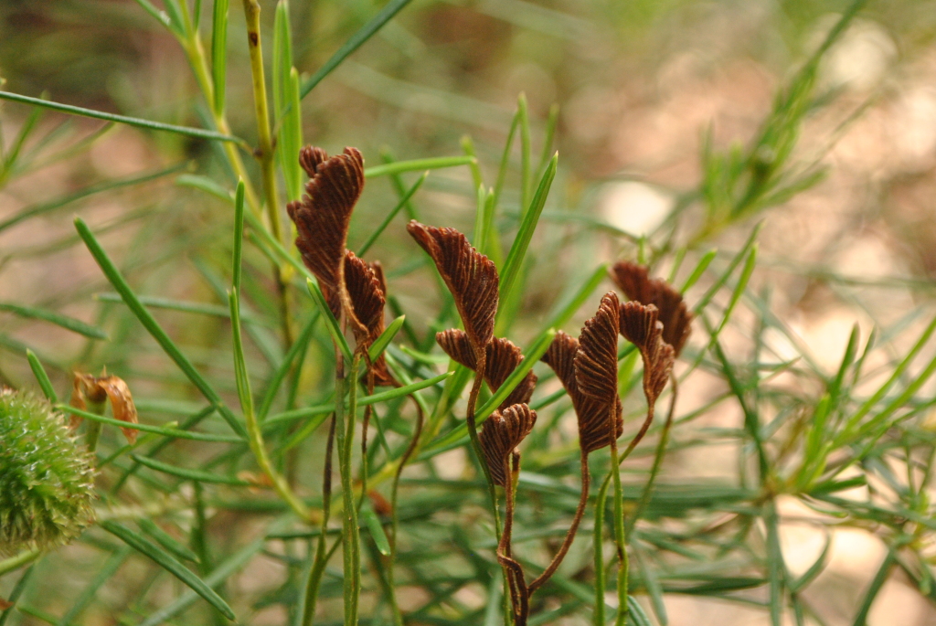 Schizaea (hero image)