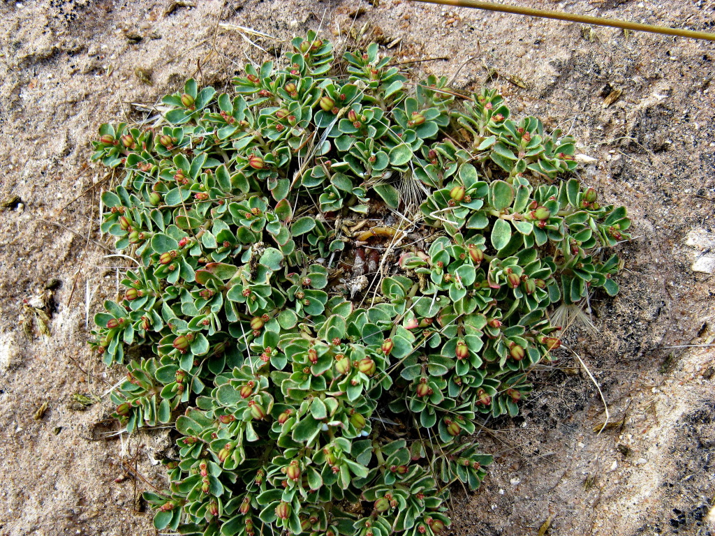 Euphorbia multifaria (hero image)