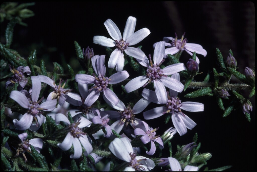 Olearia ramulosa (hero image)