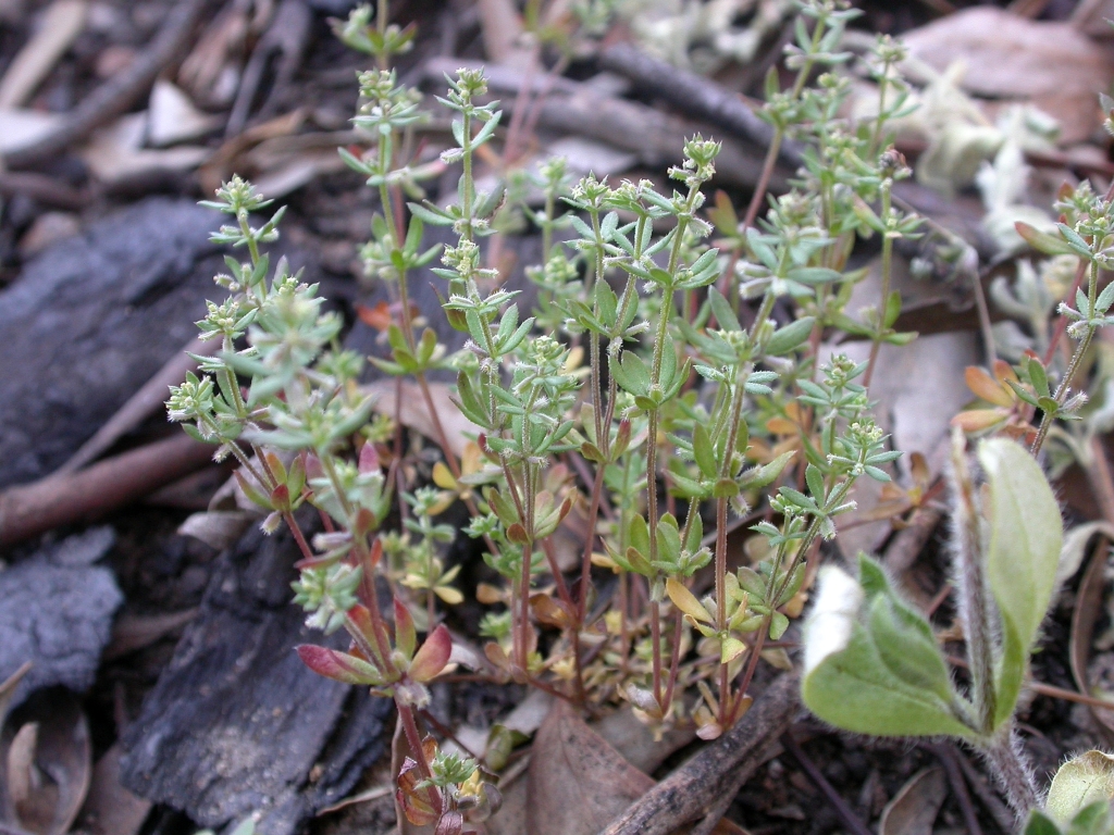 Galium murale (hero image)