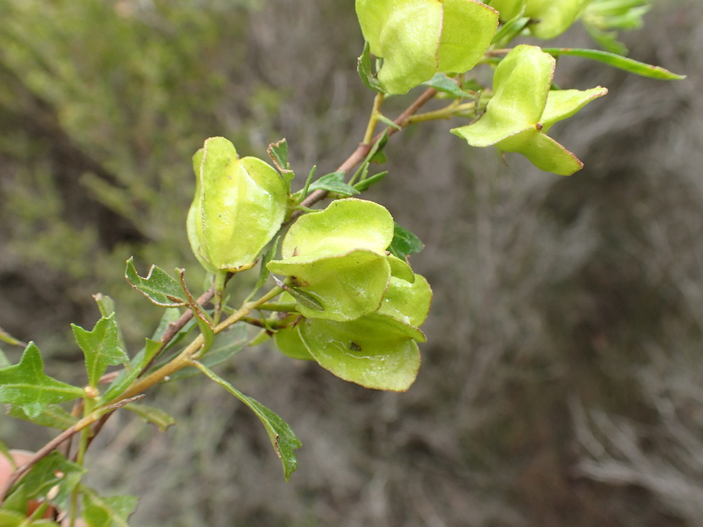 Dodonaea procumbens (hero image)