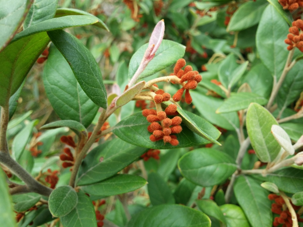Grevillea callichlaena (hero image)
