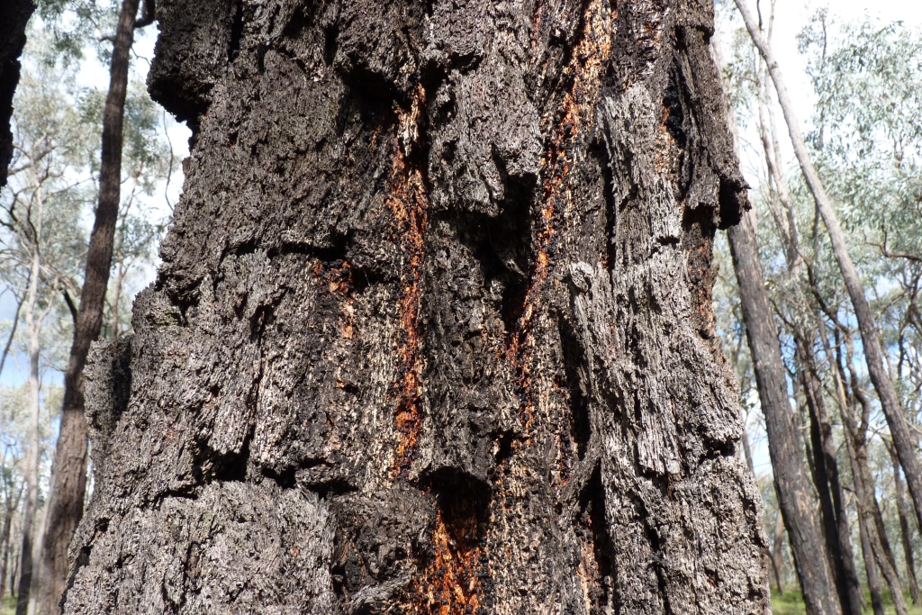 Eucalyptus sideroxylon subsp. sideroxylon (hero image)