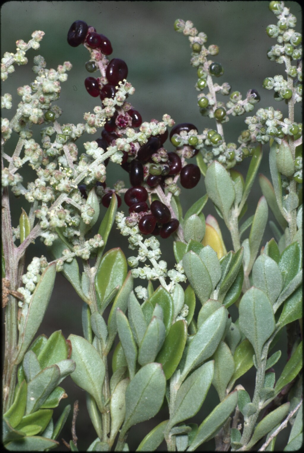 Rhagodia candolleana (hero image)