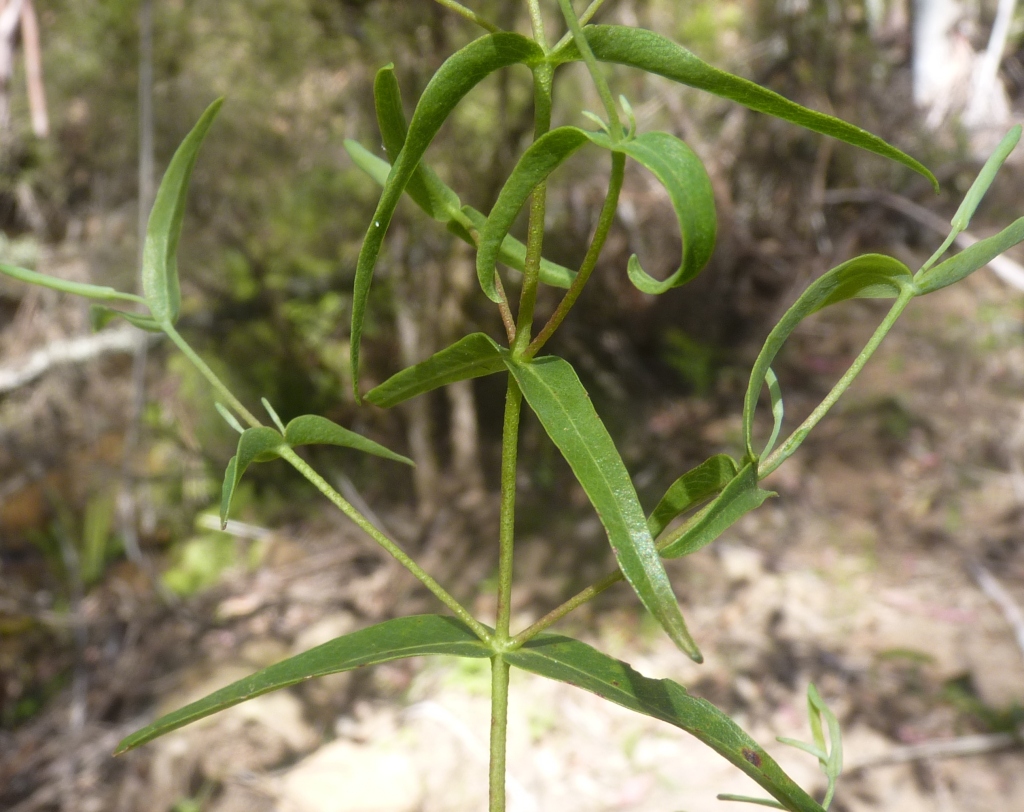 Eucalyptus viminalis subsp. viminalis (hero image)