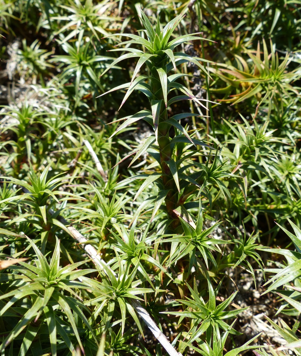 Dracophyllum (hero image)