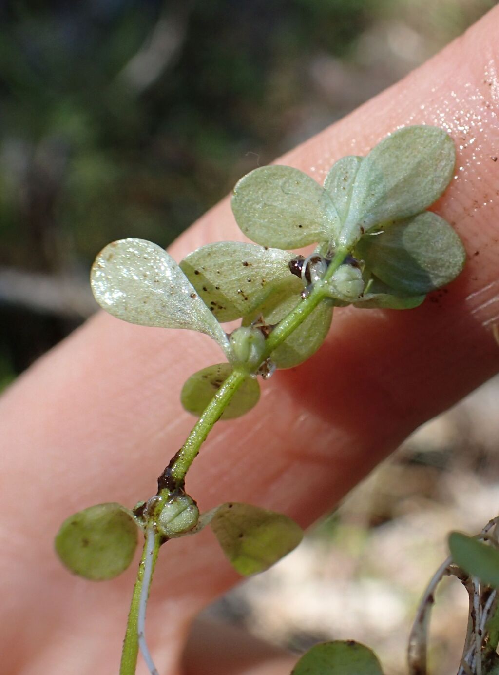 Callitriche stagnalis (hero image)