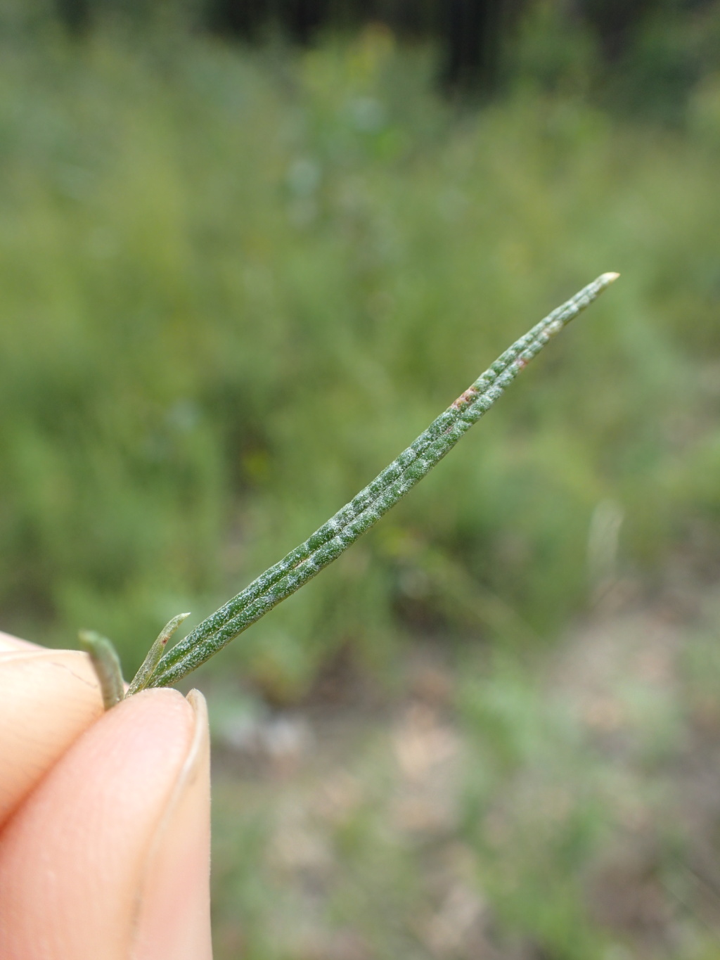 Cassinia maritima (hero image)