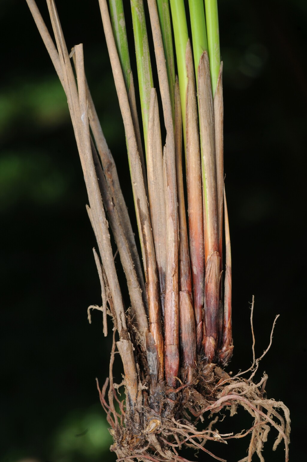 Juncus effusus (hero image)