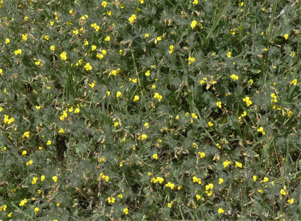Lotus angustissimus (hero image)