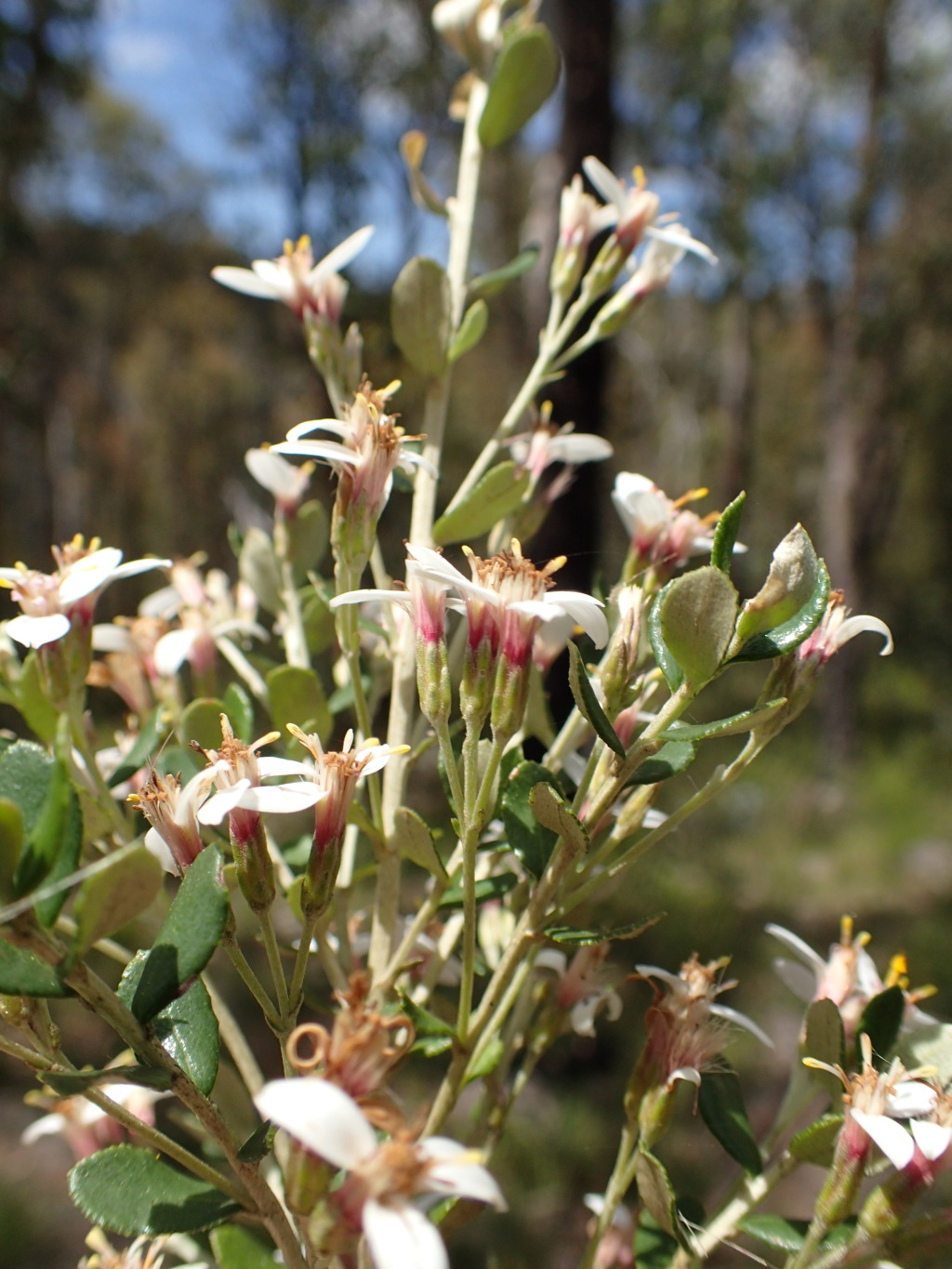 Olearia myrsinoides (hero image)