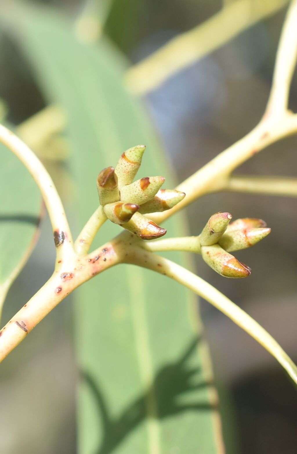 Eucalyptus nitens (hero image)