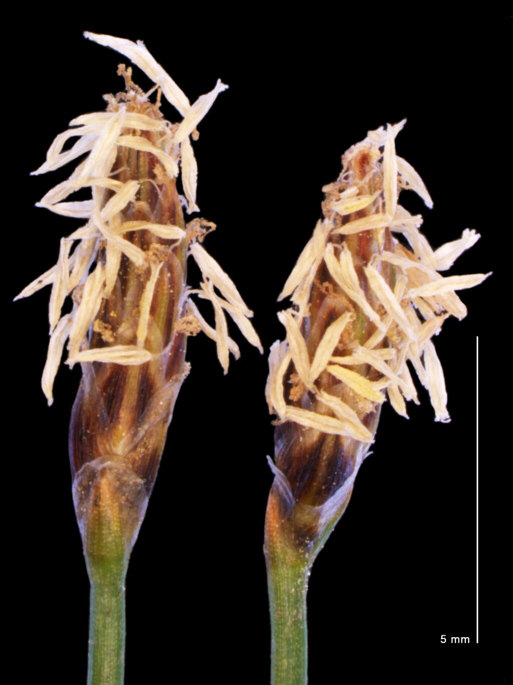 Eleocharis acuta (hero image)