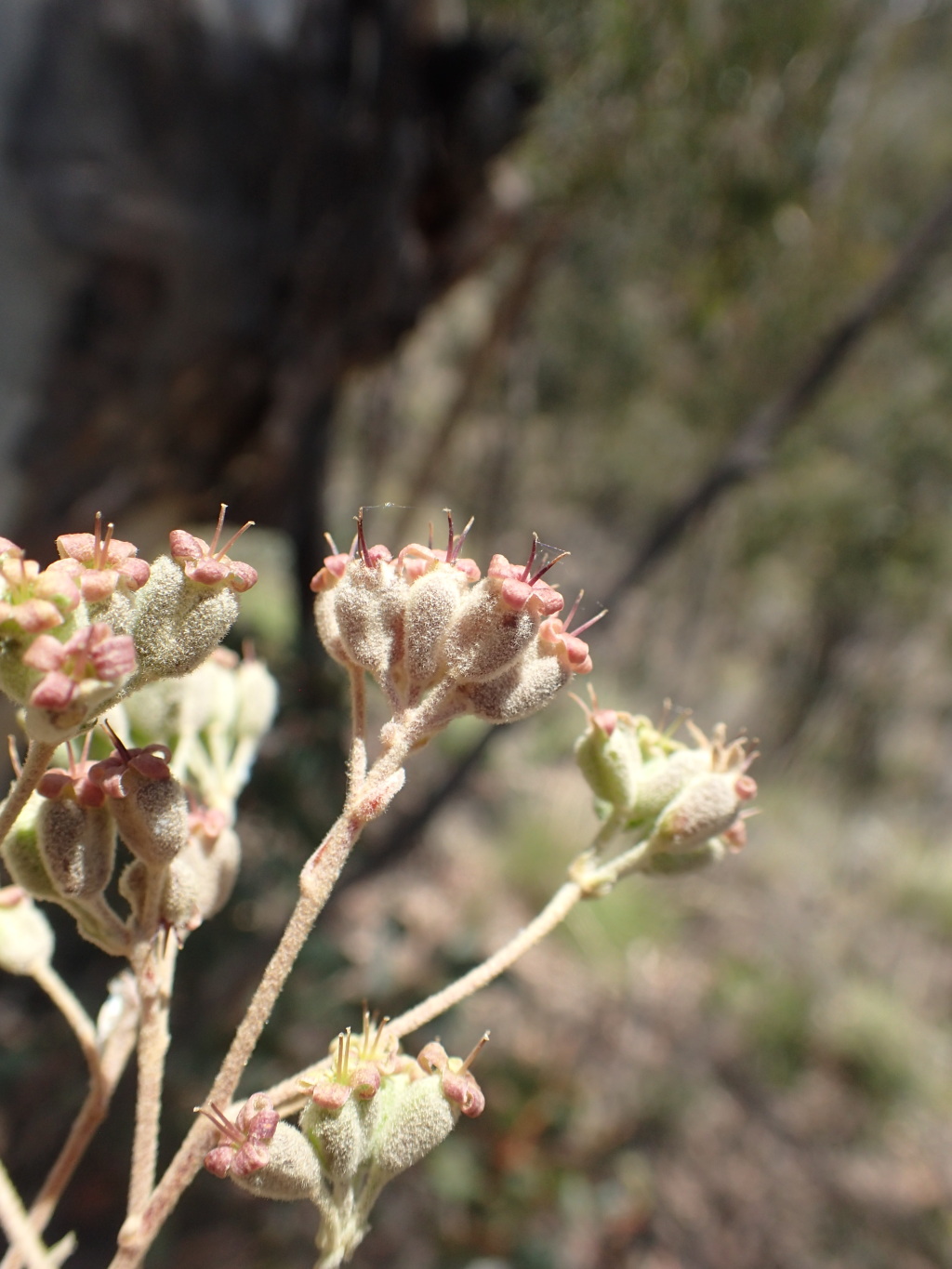 Astrotricha ledifolia (hero image)