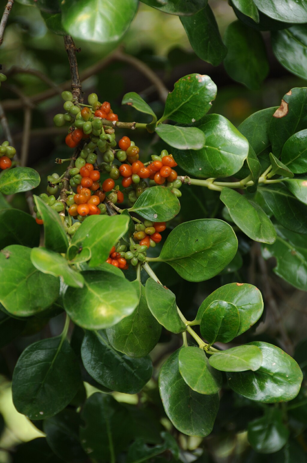 Coprosma (hero image)