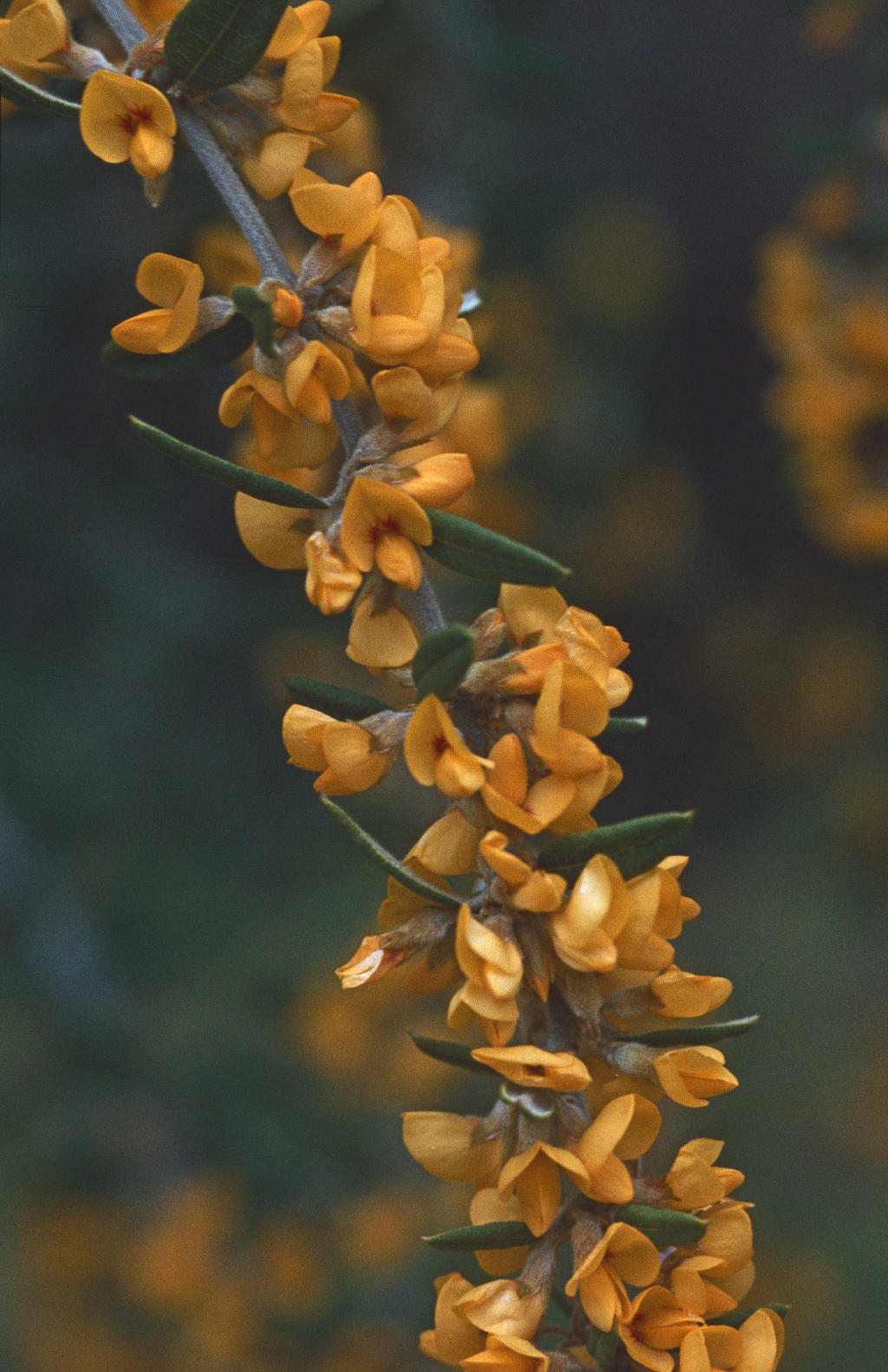 Oxylobium ellipticum (hero image)