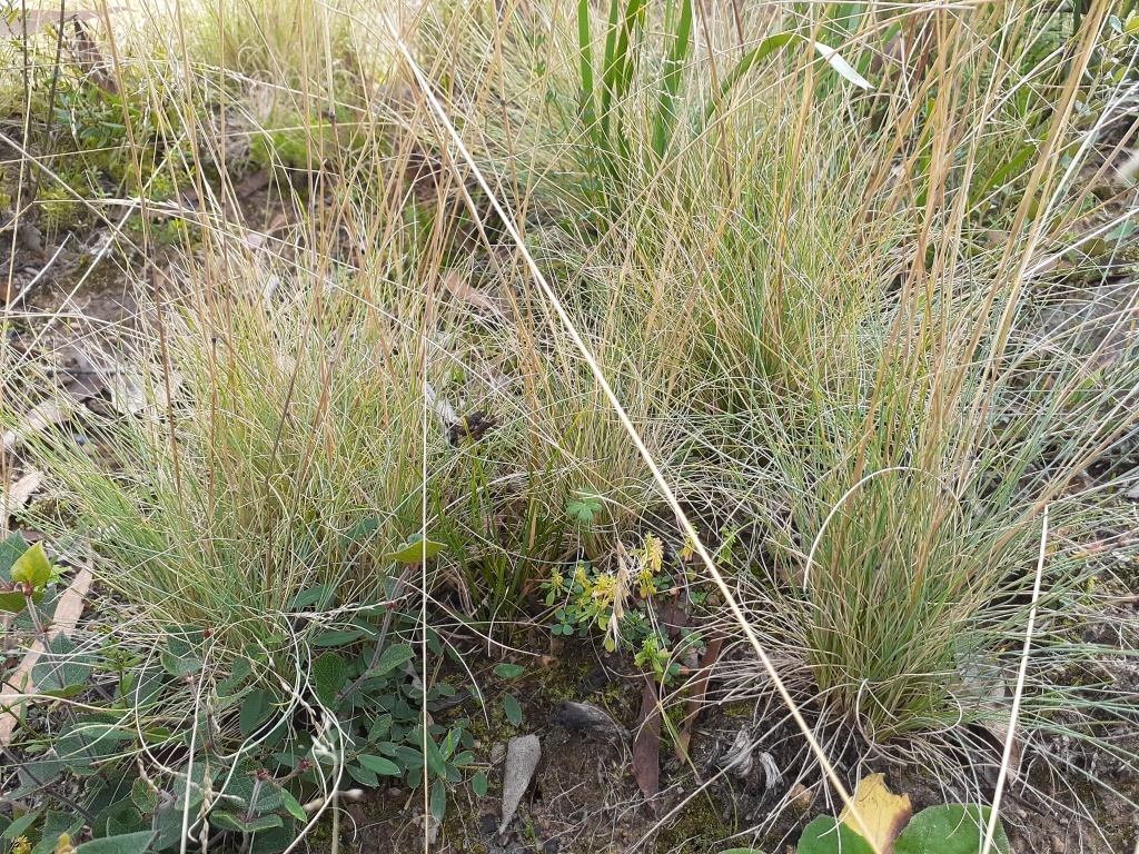 Poa sieberiana var. cyanophylla (hero image)