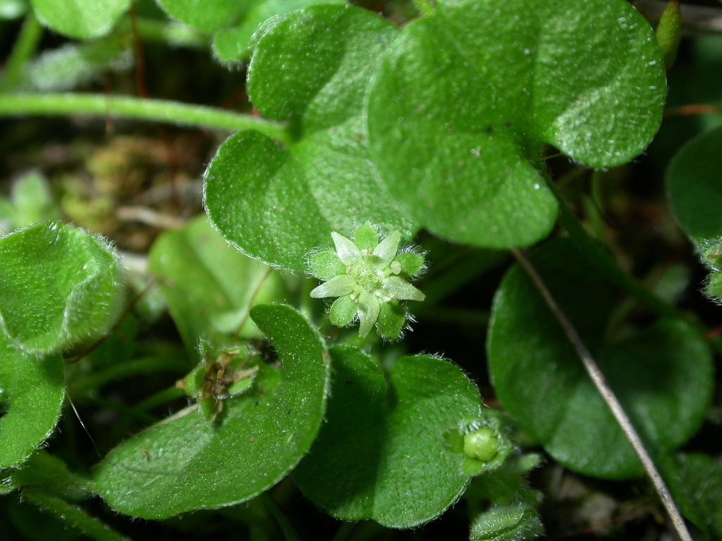 Dichondra (hero image)