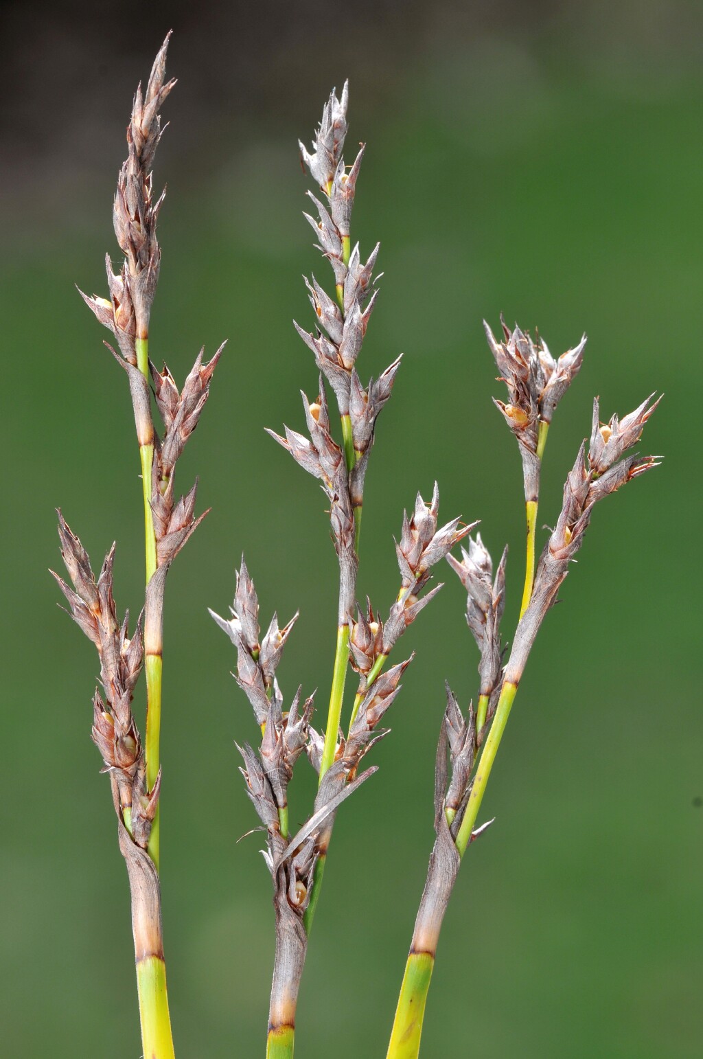 Lepidosperma laterale (hero image)