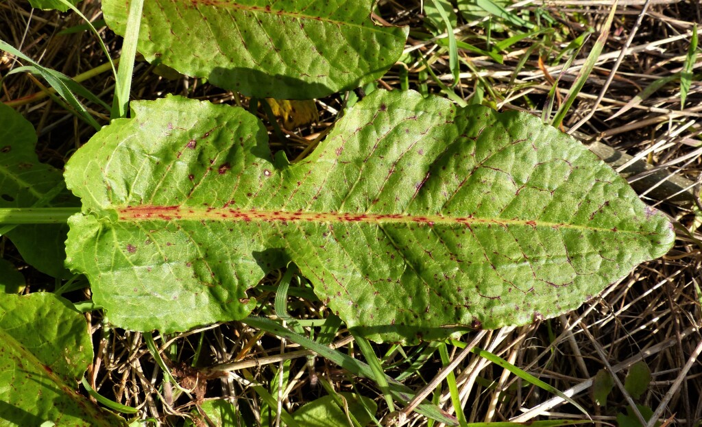 Rumex pulcher subsp. pulcher (hero image)