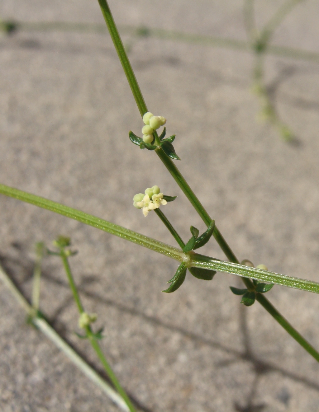 Galium binifolium (hero image)