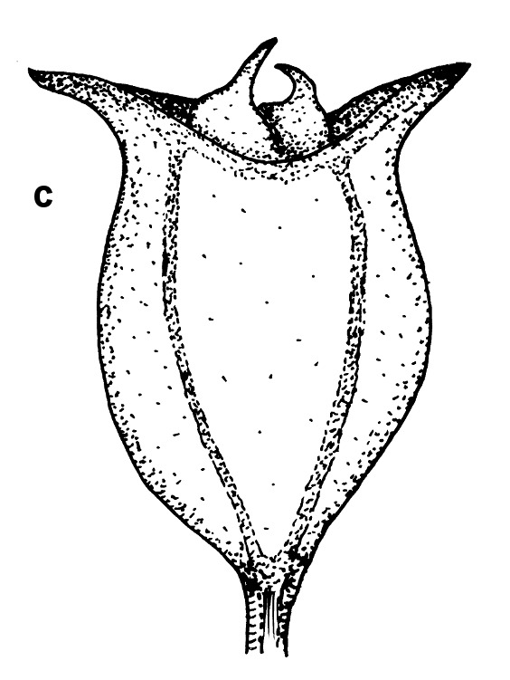 Phyllangium distylis (hero image)