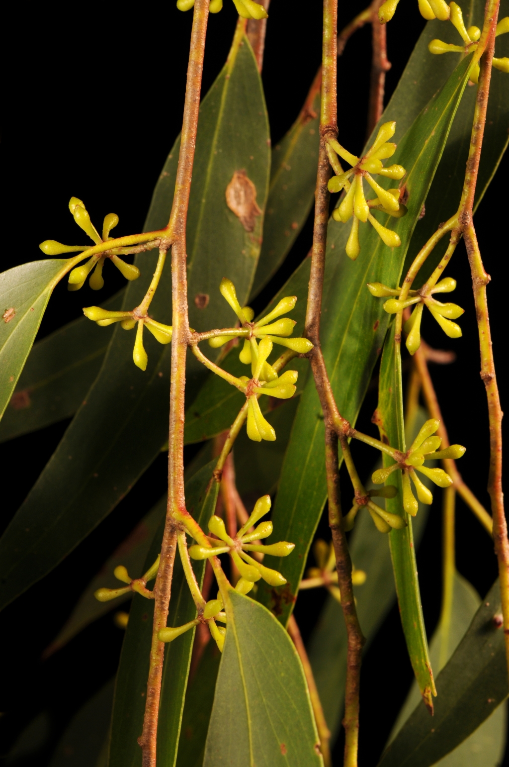 Eucalyptus regnans (hero image)