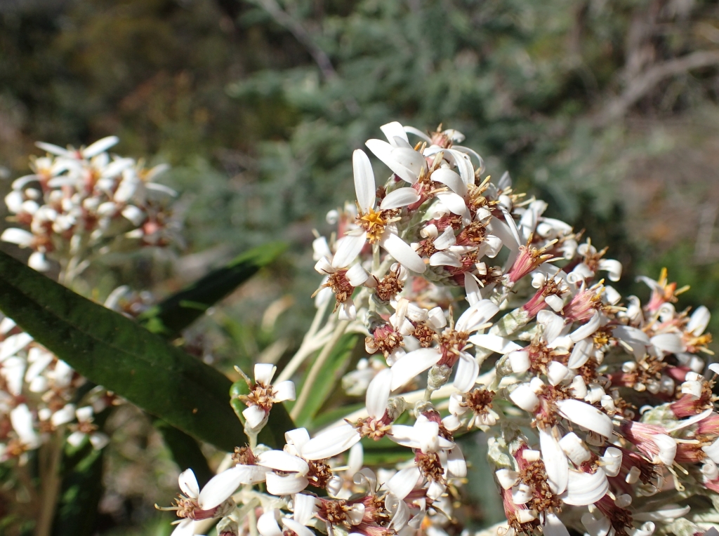 Olearia aglossa (hero image)