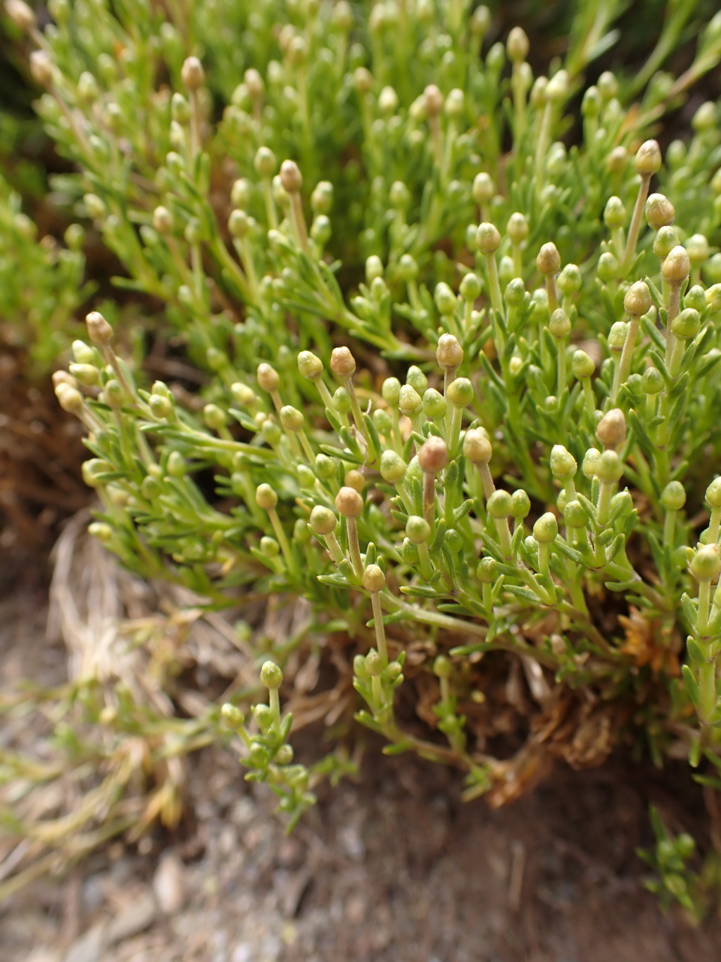 Scleranthus singuliflorus (hero image)
