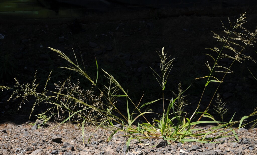 Eragrostis mexicana (hero image)