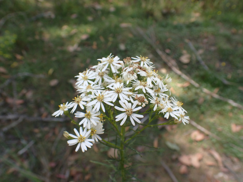 Olearia glandulosa (hero image)