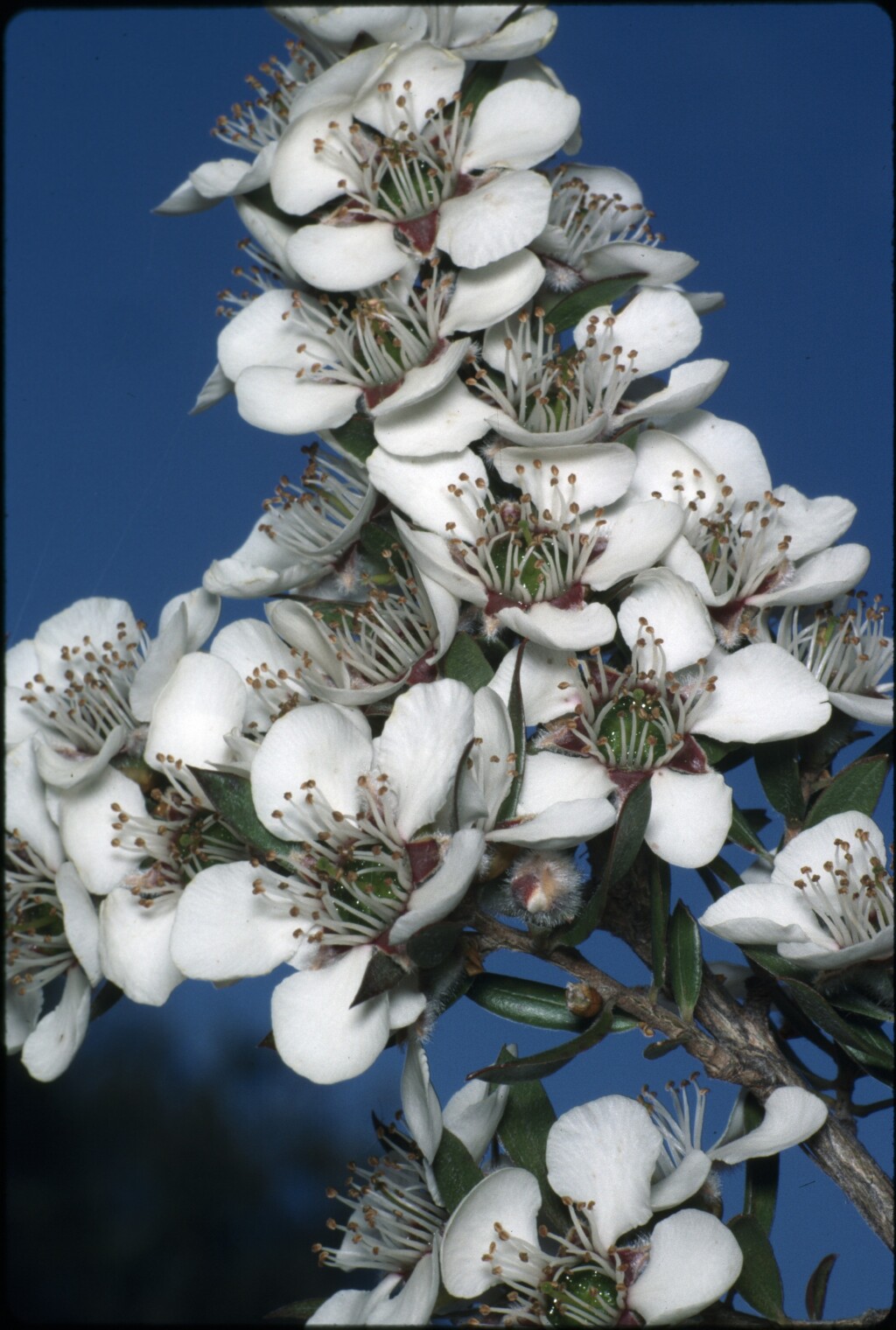 Leptospermum lanigerum (hero image)