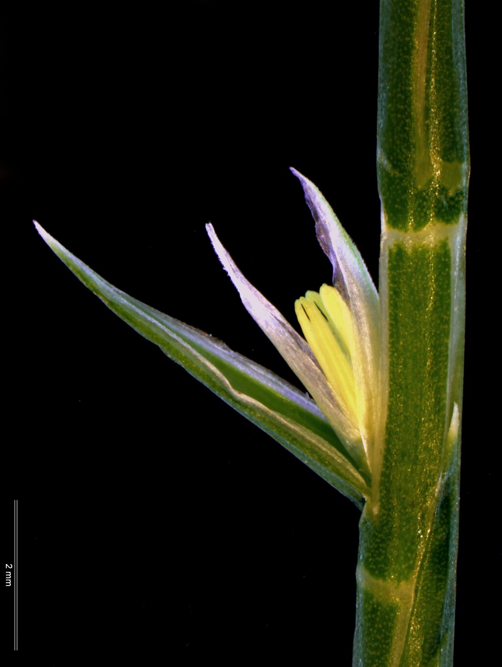 Hainardia cylindrica (hero image)