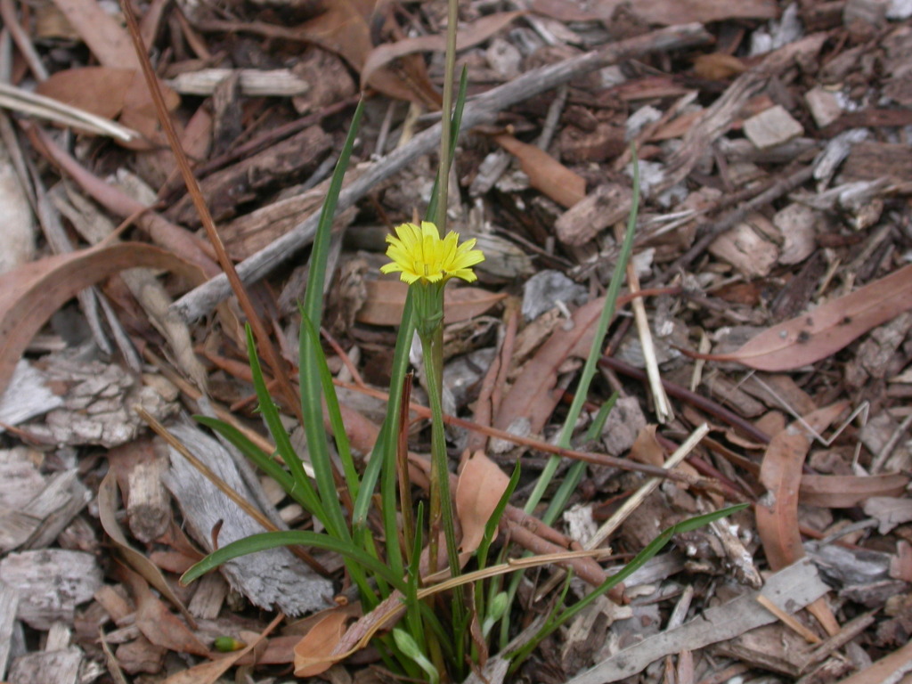 Microseris scapigera (hero image)