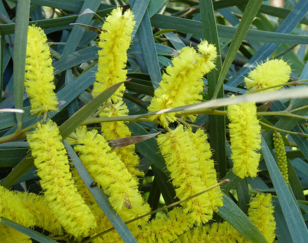 Acacia doratoxylon (hero image)