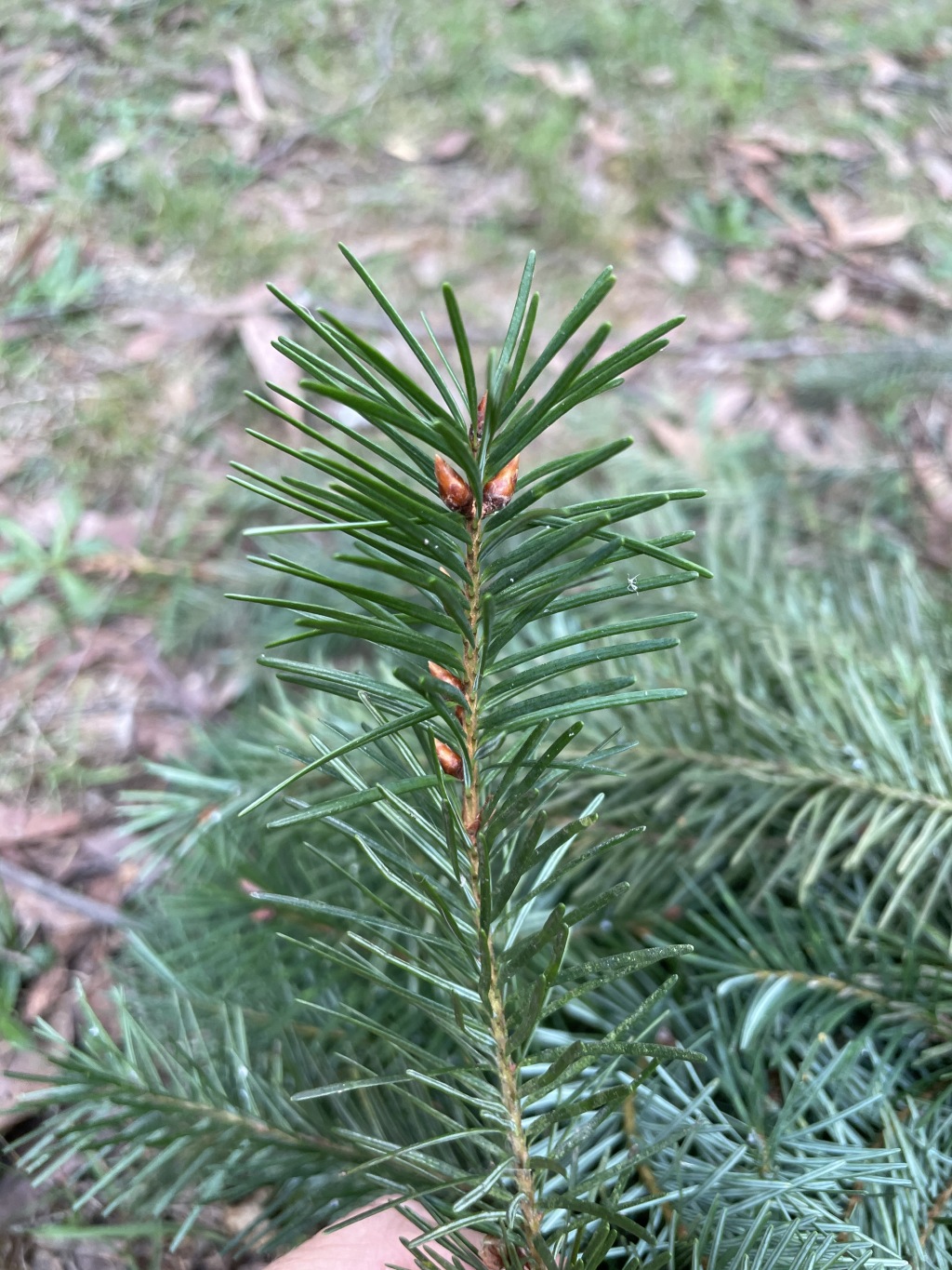 Pseudotsuga menziesii (hero image)