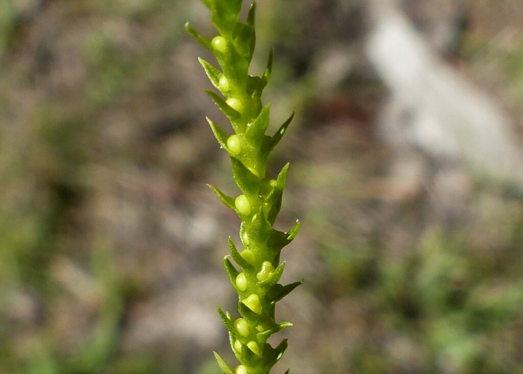 Selaginella gracillima (hero image)