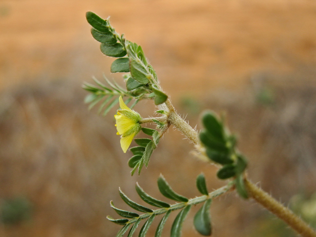 Tribulus (hero image)