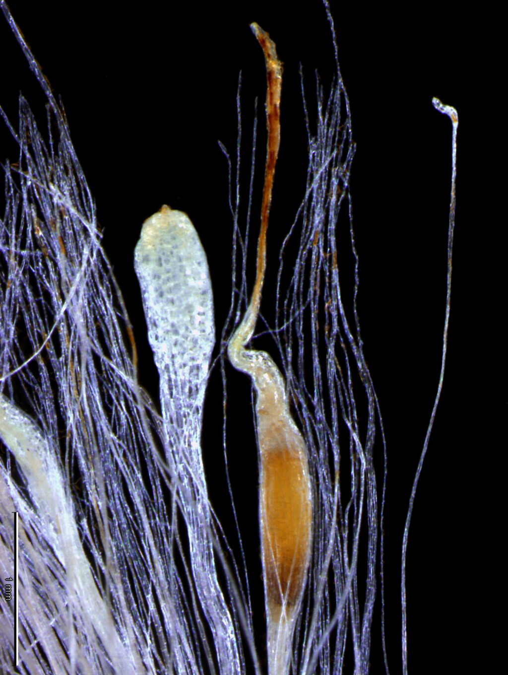 Typhaceae (hero image)