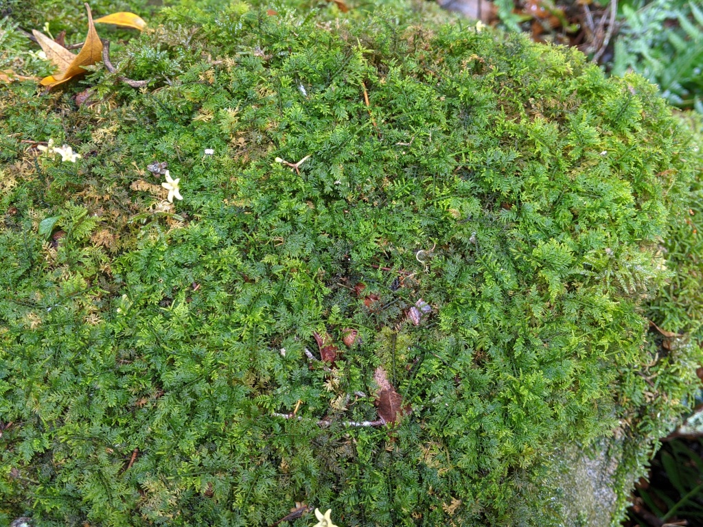 Thuidiaceae (hero image)