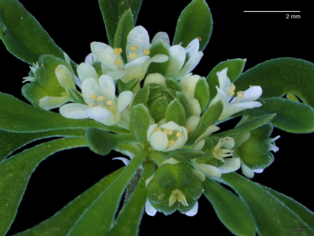 Phyllanthaceae (hero image)