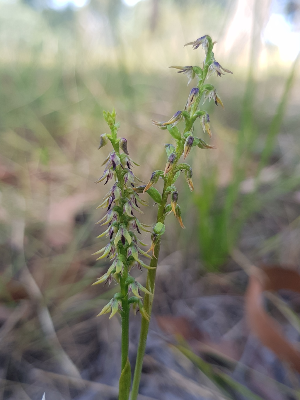 Corunastylis despectans (hero image)