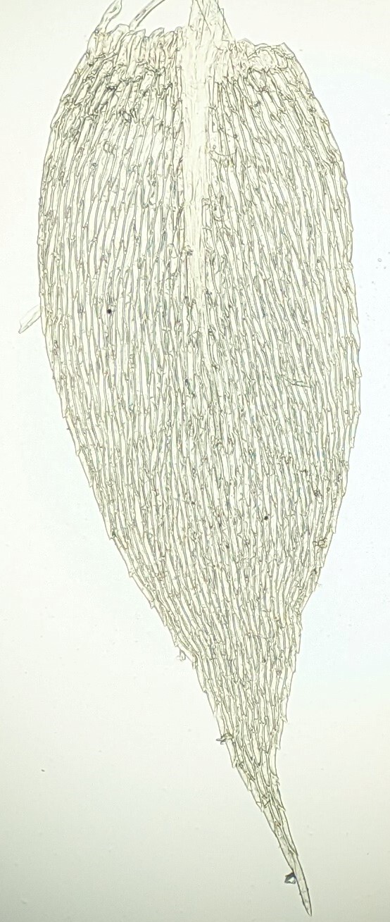 Rhynchostegium (hero image)