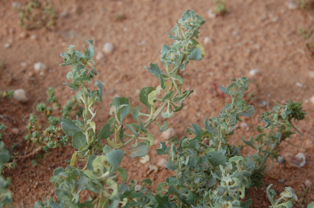 Atriplex angulata (hero image)