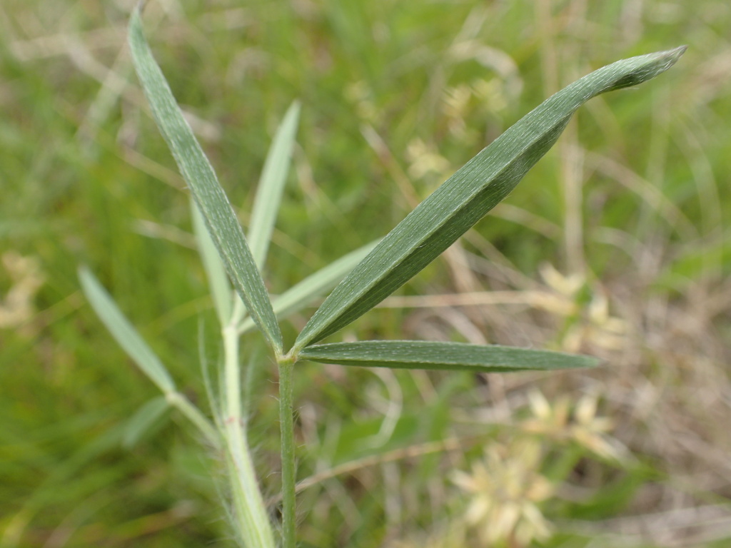 Trifolium angustifolium var. angustifolium (hero image)