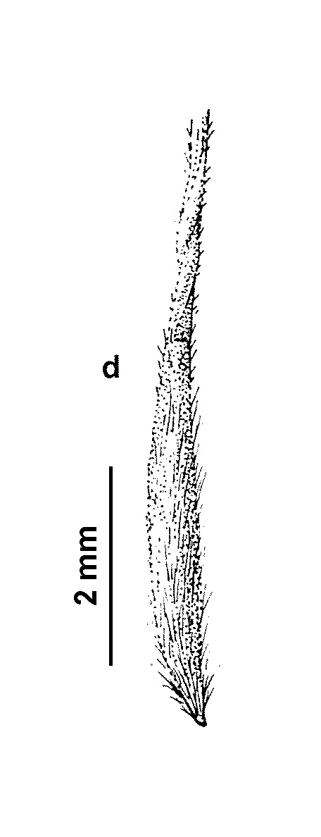 Austrostipa breviglumis (hero image)